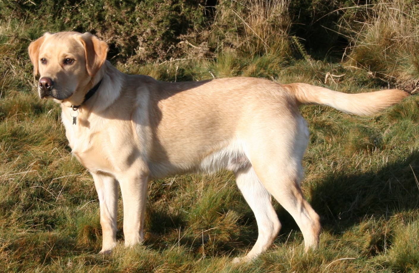 Photo de Labrador Retriever