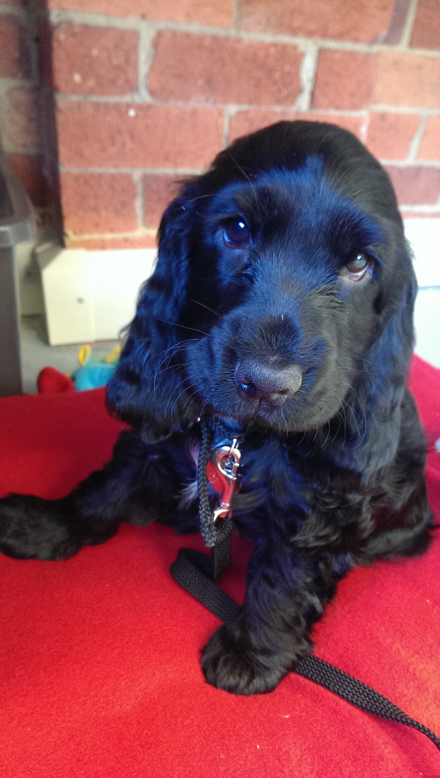 Cocker Spaniel