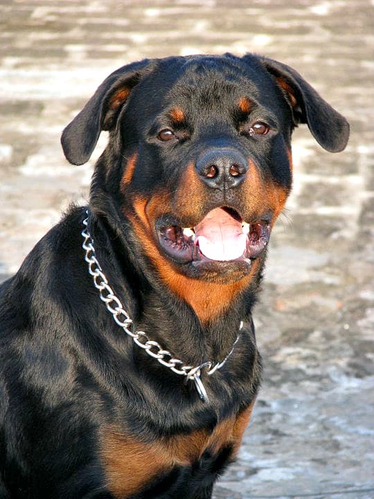 Rottweiler