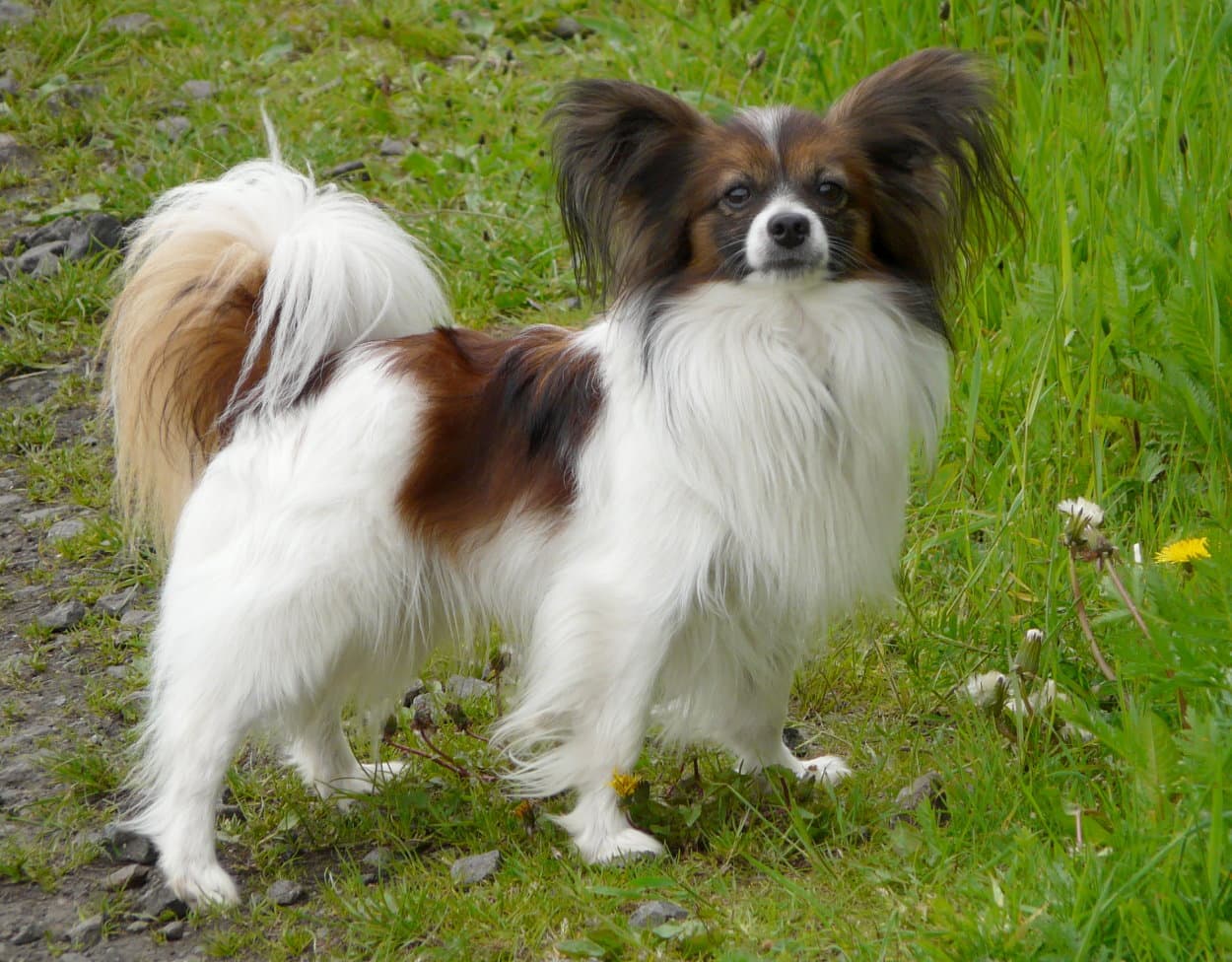 Papillon (Épagneul nain)