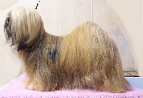 Lhassa Apso