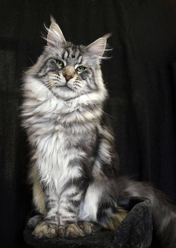 Photo de Maine Coon