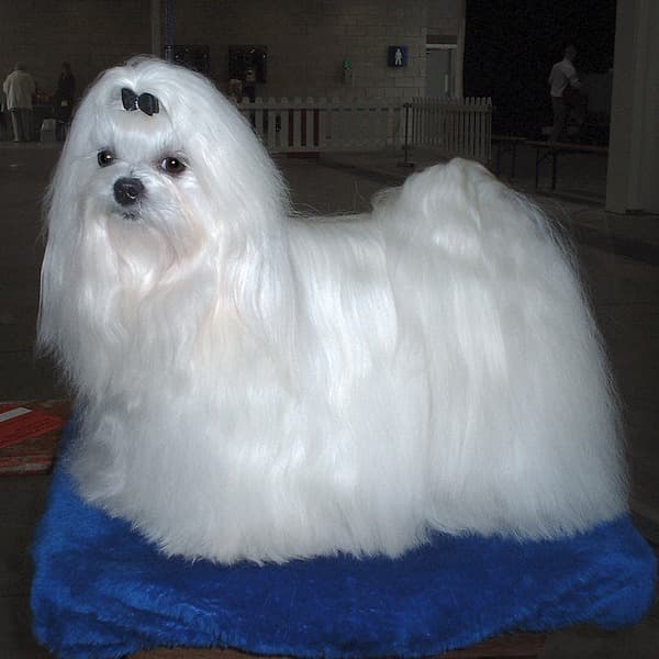 Bichon Maltais