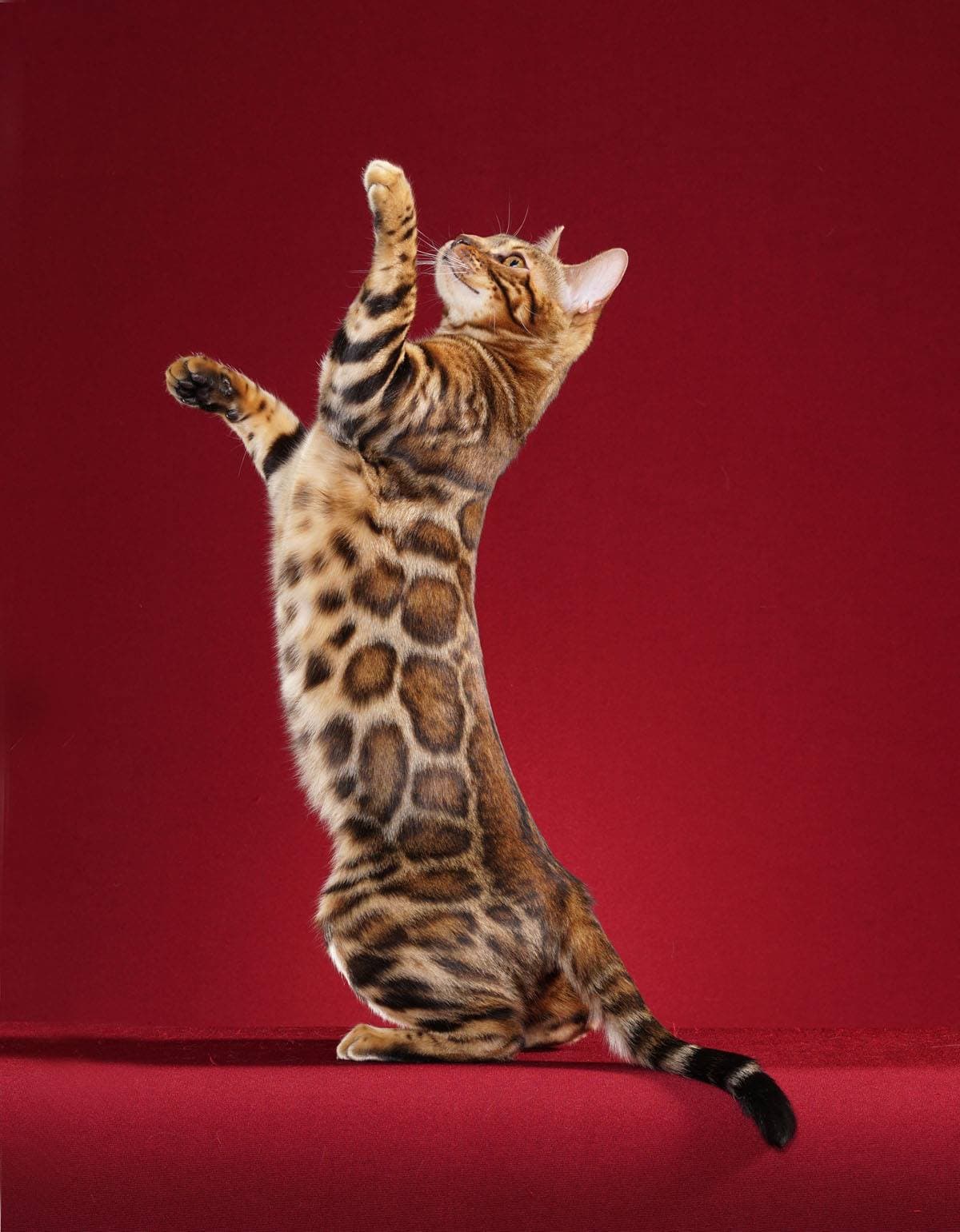 Photo de Bengal