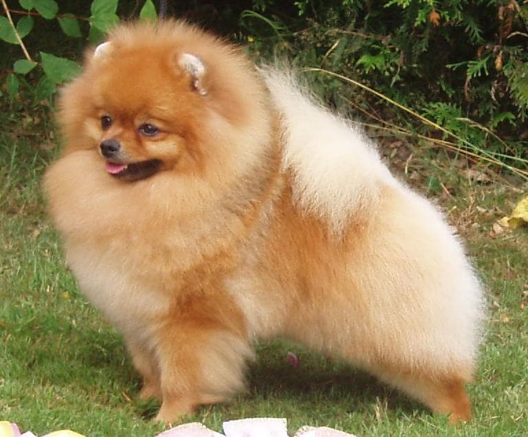 Spitz nain (Poméranien)